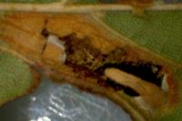 Phyllonorycter rajella