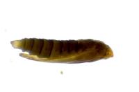 Phyllonorycter rajella