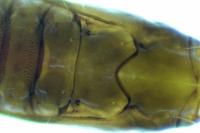 Phyllonorycter rajella