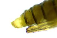 Phyllonorycter rajella