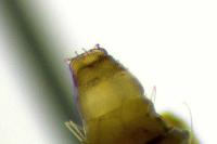 Phyllonorycter rajella