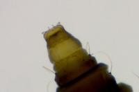 Phyllonorycter rajella
