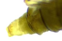 Phyllonorycter rajella