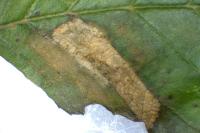 Phyllonorycter