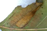 Phyllonorycter