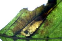 Phyllonorycter