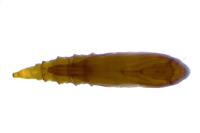 Phyllonorycter