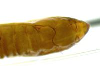 Phyllonorycter