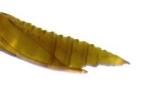 Phyllonorycter