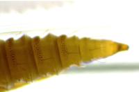 Phyllonorycter