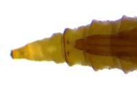 Phyllonorycter