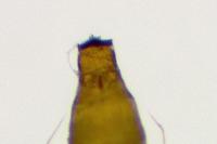 Phyllonorycter