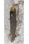 Monopis nigricantella