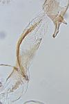 Coleophora discordella