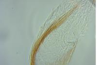 Coleophora discordella