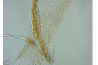 Coleophora discordella
