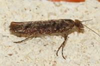 Ypsolopha ustella