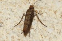 Ypsolopha ustella