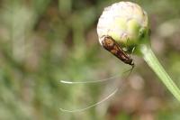 Nemophora pfeifferella