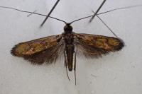 Nemophora pfeifferella