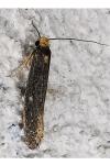 Monopis nigricantella