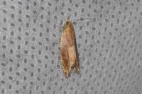 Ancylis mitterbacheriana