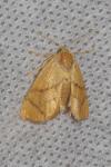 Apoda limacodes