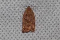 Archips oporana