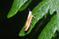 Argyresthia