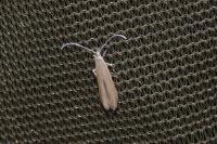 Coleophora