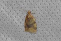 Epagoge grotiana