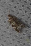 Epinotia tedella