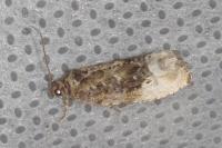 Hedya nubiferana