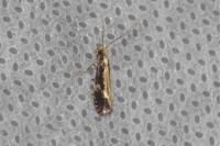 Monopis obviella