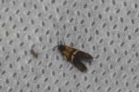 Nemophora associatella