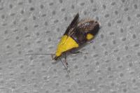 Oecophora bractella