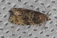 Orthotaenia undulana