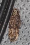 Depressaria