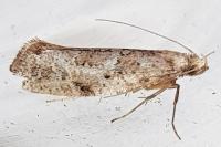 Acrolepiopsis marcidella