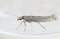 Plutella xylostella