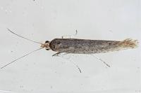 Plutella xylostella
