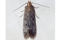 Stomopteryx