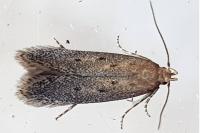 Stomopteryx