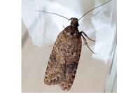 Exaeretia lutosella
