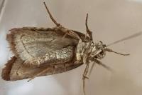 Exaeretia lutosella