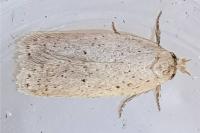 Agonopterix nodiflorella