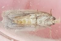 Agonopterix nodiflorella