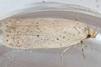 Agonopterix nodiflorella