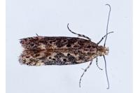 Scrobipalpa ocellatella