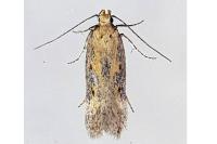 Athrips nigricostella